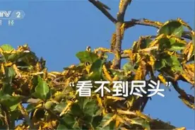 小小沙漠蝗如何引发粮食危机？又是否会对我国构成威胁呢？图片