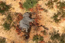 非洲安全栖息地356头大象突发死亡，在走路或奔跑时倒下，疑是病毒感染图片