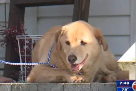 狗狗搬新家后失踪 竟撇下主人跑90公里回老房子（图）图片