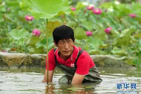 陆宁：农民“养荷人”打造“荷花王国”图片