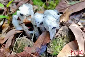 浙江丽水深山发现“幽灵之花”全身晶莹洁白似鸟巢图片