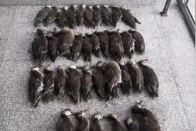 千余只野鸭被盗捕销售！18名犯罪嫌疑人被公诉图片