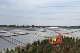 西红柿去哪儿了？图片
