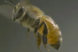 哈尔滨一男子遭蜜蜂“自杀式袭击”，身上拔下40多个蜂针...图片