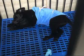 网购宠物到家3天就死了！违法快递为何屡禁不止？图片