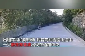 的哥开车路遇野生东北虎：对视约20分钟老虎才离开图片