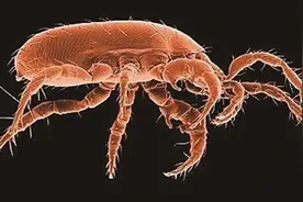 专家教您几招，应对害虫困扰图片