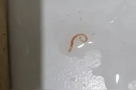 首尔市自来水出现虫子 韩政府启动调查图片