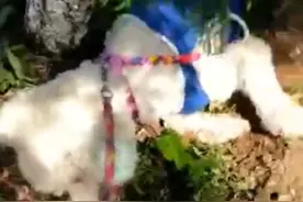 巨型贵宾犬被拴树上等死？反转了！店主：“我也有苦衷”图片