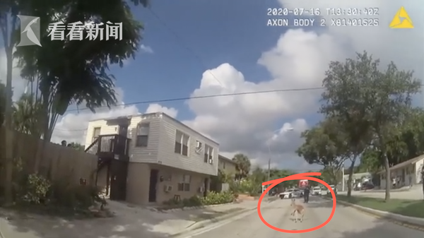 可爱的袋鼠逃跑攻略（家养2岁小袋鼠出逃 大街上乱逛被警察逮捕）