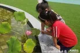 蓝天幼儿园开展“赏荷花”系列主题教育活动图片