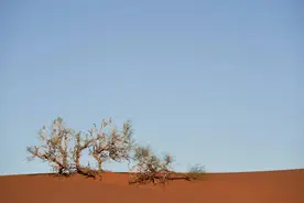 老舍名句合集，通透深刻，你读懂了几句？图片