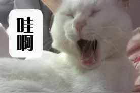 宠TA｜福利来了！深圳宠物展门票免费派送！吸猫撸狗，就等你来图片