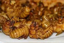 不少人想方设法深夜进山，只为这道网红小吃！有人为此车子侧翻掉入深坑！民警：太危险了…图片