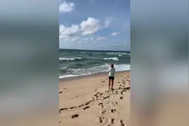 鲨鱼在离海滩几米远处袭击海豚 海水被血染成红色图片