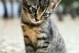 请查收这份喵星英语大全(双语铲屎官修炼指南)图片