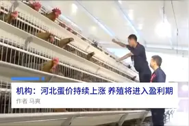 中国财富报道｜机构：河北蛋价持续上涨 养殖将进入盈利期视频封面