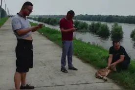 洞庭湖区麋鹿栖息地被淹，志愿者捡回小鹿每日喂牛奶图片