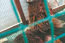 “大猫头鹰”咬死家禽还“挤眉弄眼”图片