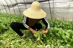 毕节金海湖新区：产业进村 增收路稳图片