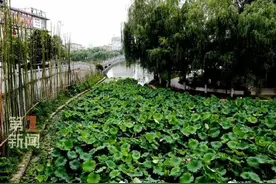 陕西赏荷地图商洛莲湖公园的荷花开了图片