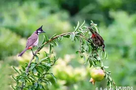 红耳鹎头顶黑羽冠，常在明湖捕食忙图片