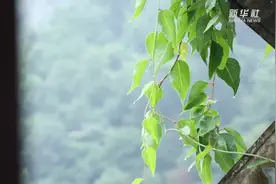 走向我们的小康生活｜那个曾经靠搬砖维持生计的女人 过上了好日子图片