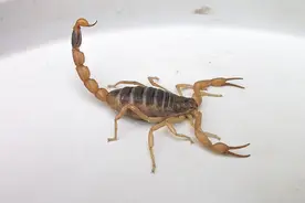 多地发布野生蝎子“禁捕令”1只蝎子一年可捕杀1万多只害虫图片