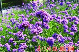 打卡2200平方米紫色花海！厦门五通灯塔公园马鞭草进入最佳观赏期图片