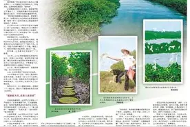 人民日报海外版整版关注｜广西北海红树林保护图片