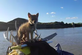 加拿大冒险家从冰冷的河里救起一头狼崽，并共度10天奇幻漂流图片