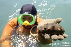 海参底播养殖大揭秘：大海里放养，“乘风破浪”长大图片