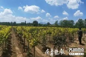 世界首例“金叶海棠”在泰安山口培育成功图片