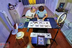 洛阳一对夫妻把兴趣变为生意：制作蝴蝶标本 创造幸福生活图片