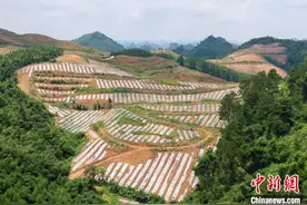 广西五彩椒丰收 从田间装饰品变身百万致富产业图片