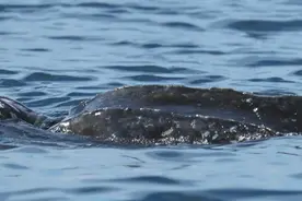 汕头海域发现极度濒危物种棱皮龟图片