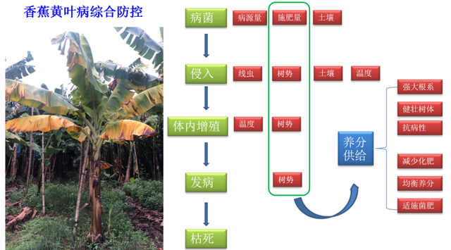 12位优秀服务商：重磅发布广西地区关键性作物解决方案