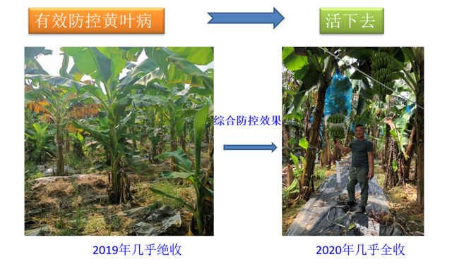 12位优秀服务商：重磅发布广西地区关键性作物解决方案