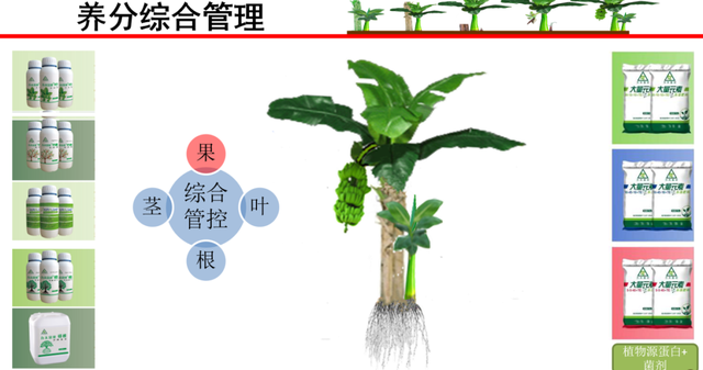 12位优秀服务商：重磅发布广西地区关键性作物解决方案