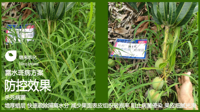 12位优秀服务商：重磅发布广西地区关键性作物解决方案