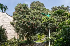 馋哭了！福州这个村竟有上百棵百年古荔枝树！「区县头条」图片