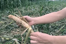 糟心！5亩玉米地被野猪啃光图片