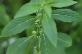 它们是草？它们是药图片