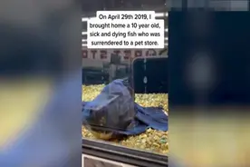 美女子细心护理将一条奄奄一息的10岁金鱼救活图片