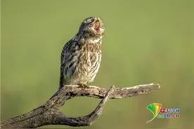 太萌了！摄影师捕捉到小猫头鹰打哈欠画面图片