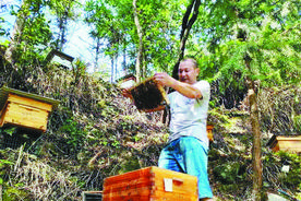 蜂农陈伟荣：“养蜂专业户”的甜蜜生活图片
