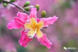 跳舞的鱼儿｜花草集（三）图片