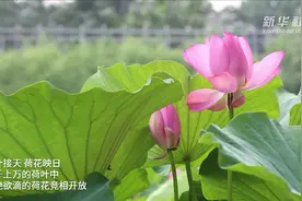 河北邢台：一池荷花开 小村迎客来视频封面
