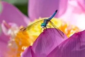 为什么现在下雨天也少有蜻蜓了？因为人类欺骗了它们的感情图片