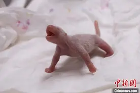 生了！中国熊猫夫妇在韩国产子图片